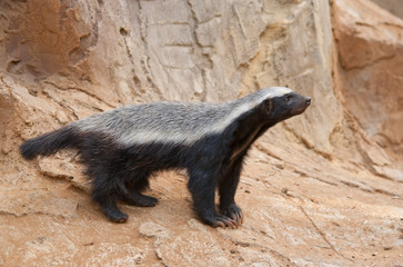 Honey Badger ( Mellivora capensis )