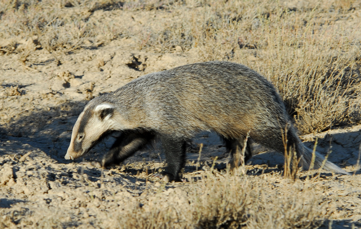 The Often-Overlooked Asian Badger: A Masterful Digging Machine