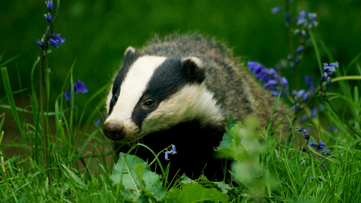 European Badger ( Meles meles )