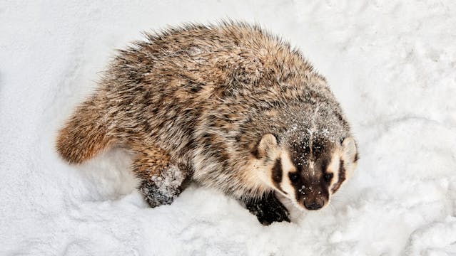 American Badger ( Taxidea taxus )